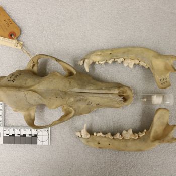 Media type: image;   Mammalogy 25373 Description: Image of skeleton specimen - dorsal view. dorsal view of skull.;